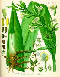 Essential Oil - Cardamom