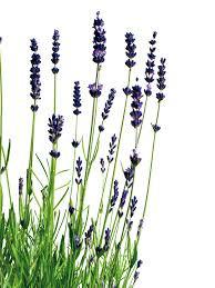 Essential Oil - Lavender