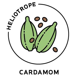 Essential Oil - Cardamom