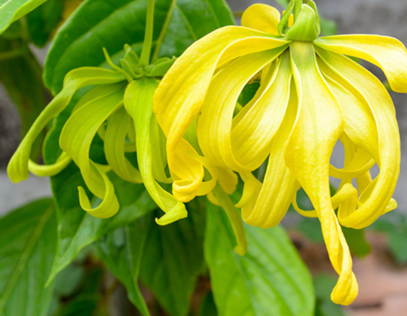 Essential Oil - Vanilla