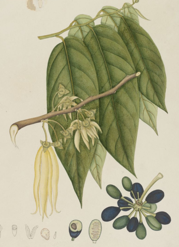 Essential Oil - Vanilla