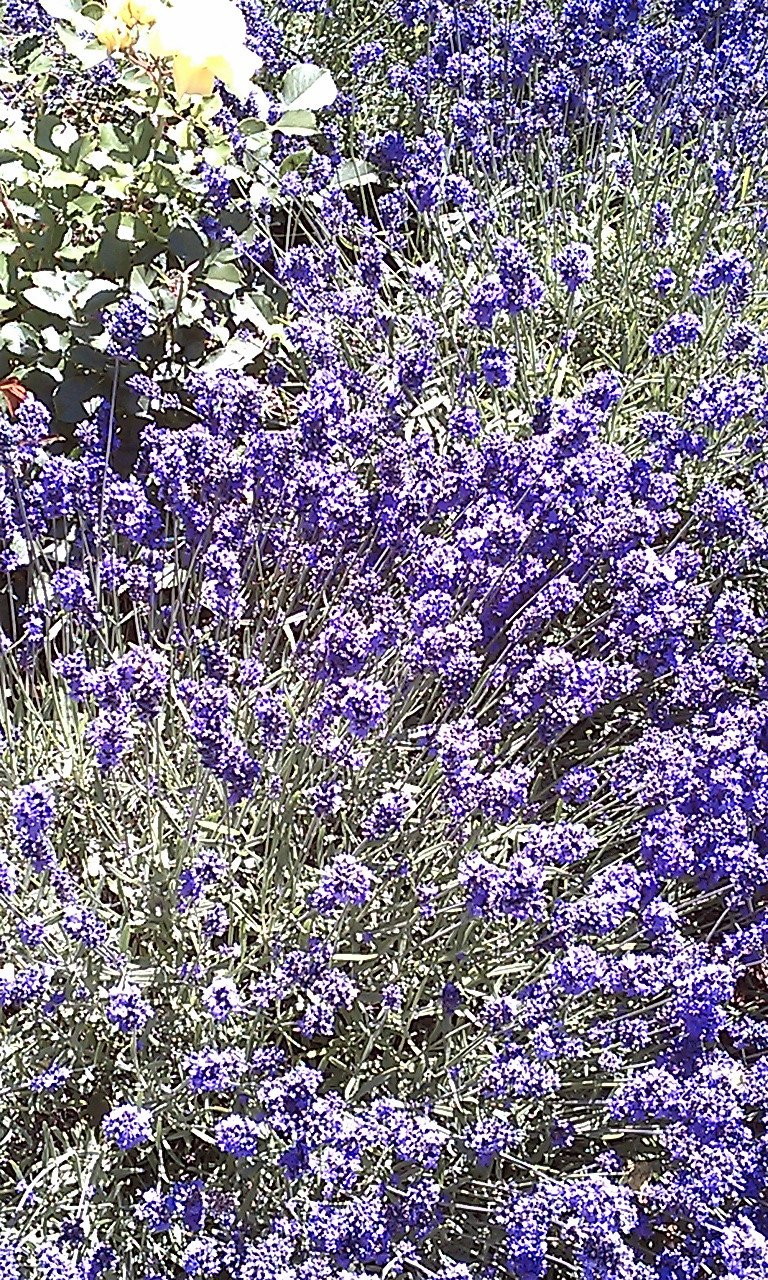 Essential Oil - Lavender